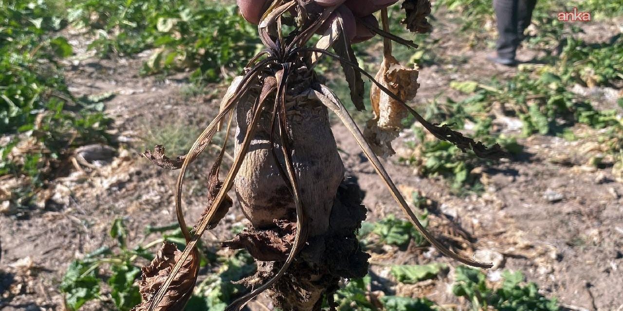 pancarin tadi kacti elde var sifir TVMDV56z