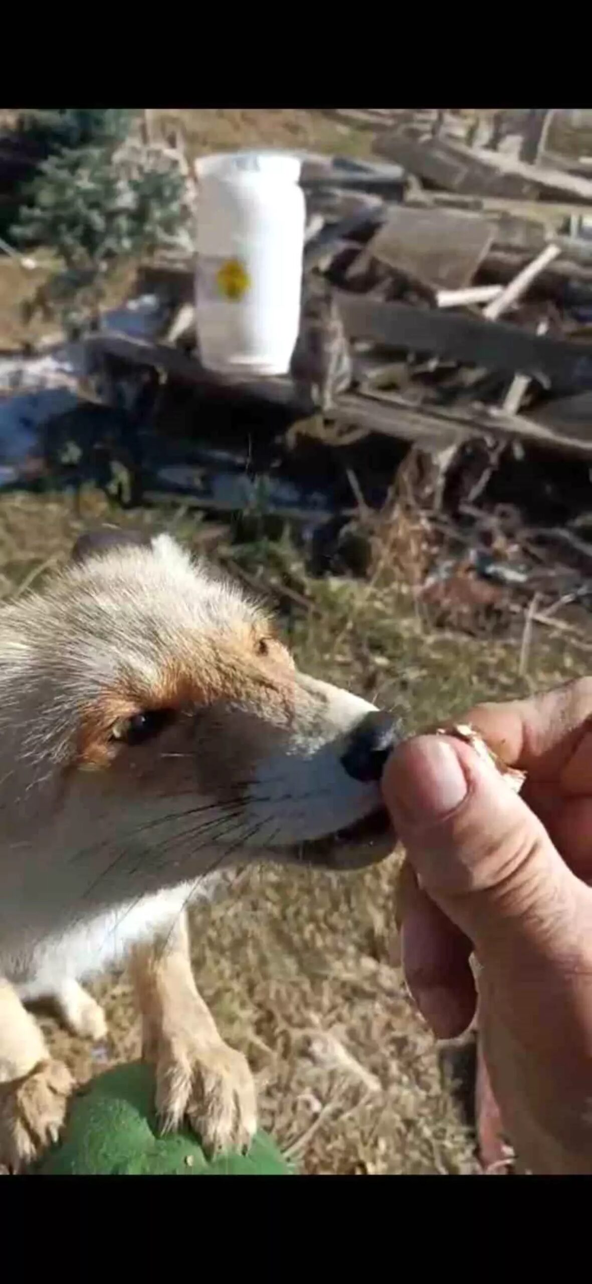 tilki ile dostluk FMPDAyvG