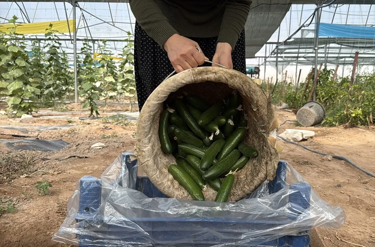 kadin girisimciden sera basarisi pf7Ii6YF.jpg