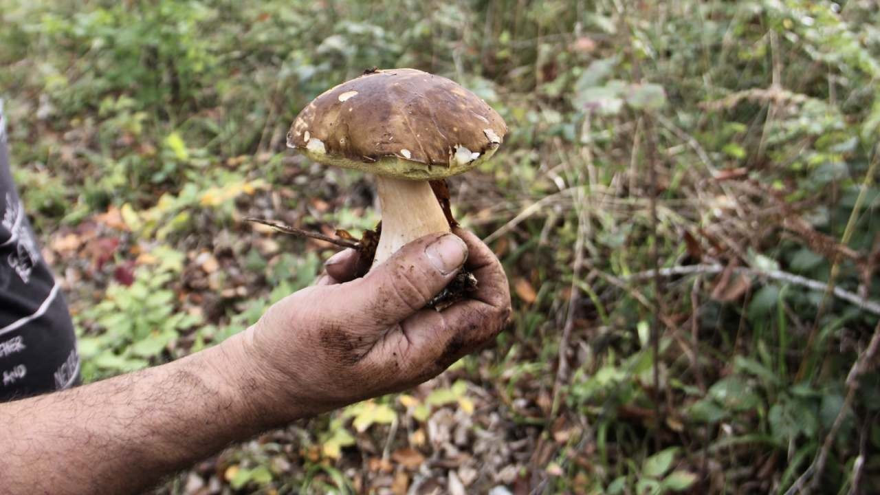 sinopta feslegen mantari yore halkina gelir kapisi oluyor IDwdQThO.jpg