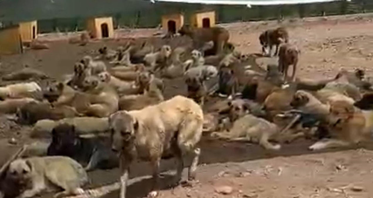 sokak kopekleri barinak degil sanki toplama kampinda ne yeterli mama var ne de temiz su 8MhEa9MJ