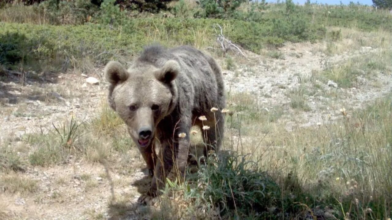 japonyada ayi alarmi hukumet askeri mudahale baslatti 9b9lGeUS.webp