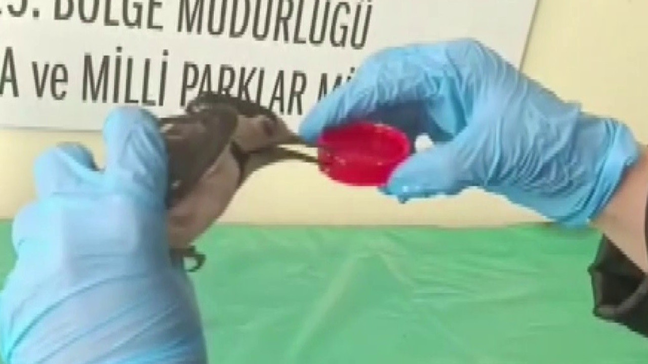 Sivas’ta Alaca Ağaçkakanın Beklenmedik İyileşmesi