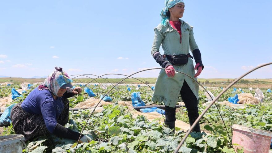 Salatalık Hasadı Başladı, Rekolte Düşük: Tarlada 10, Tezgahda 30 Lira**