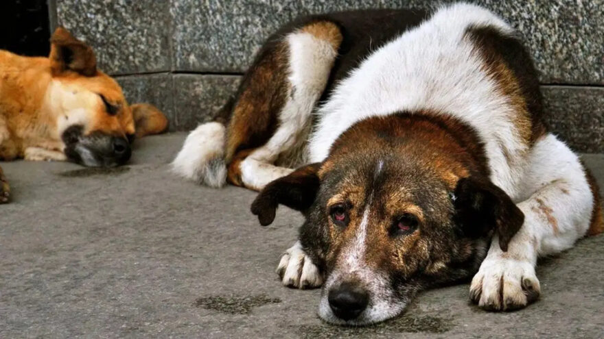 NATO Zirvesi İçin Sahipsiz Köpeklerin Toplanması Talebi